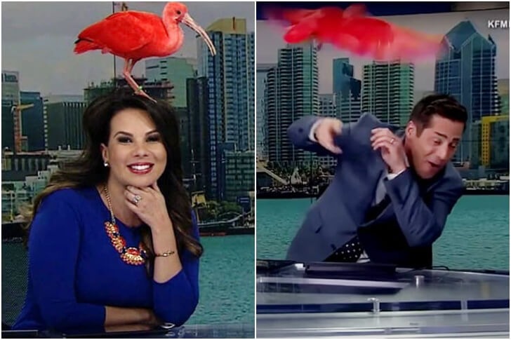 Anchor Wears Daring Outfit And Forgot Her Desk Was Transparent